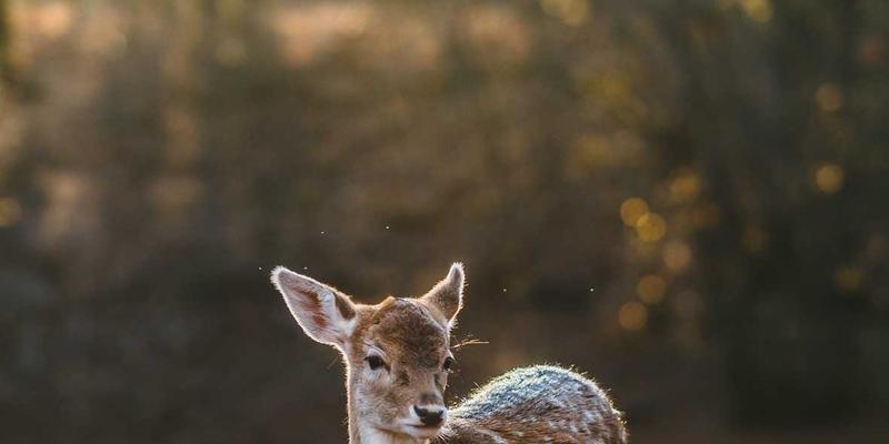 社区网店88:打造温馨社区里的便民购物新体验