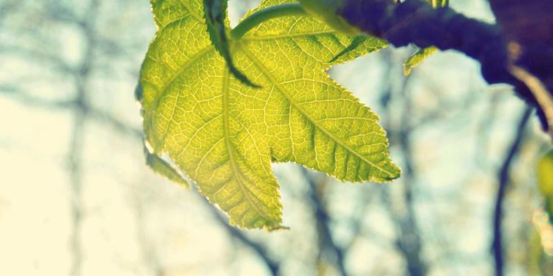 邻里服务与温馨社区：社区网店与大型超市的错位竞争与供应链合作之道